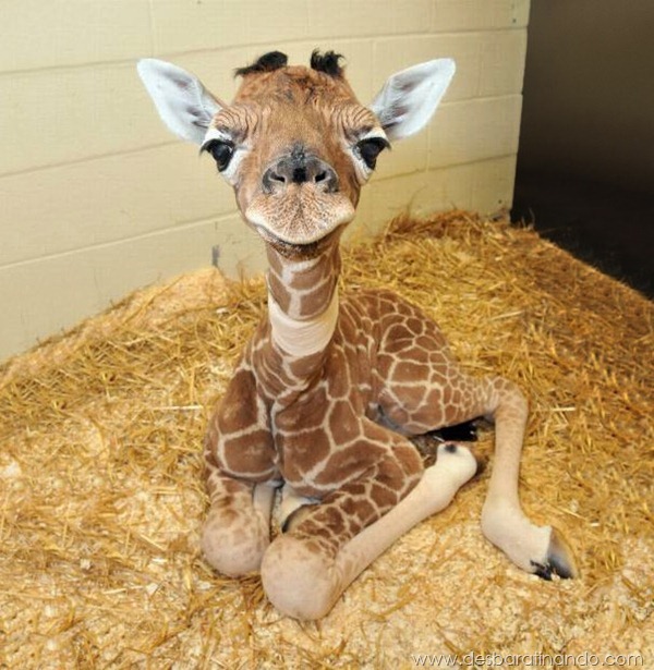 filhotes-de-animais-fotos-cute-cuti-desbaratinando (3)