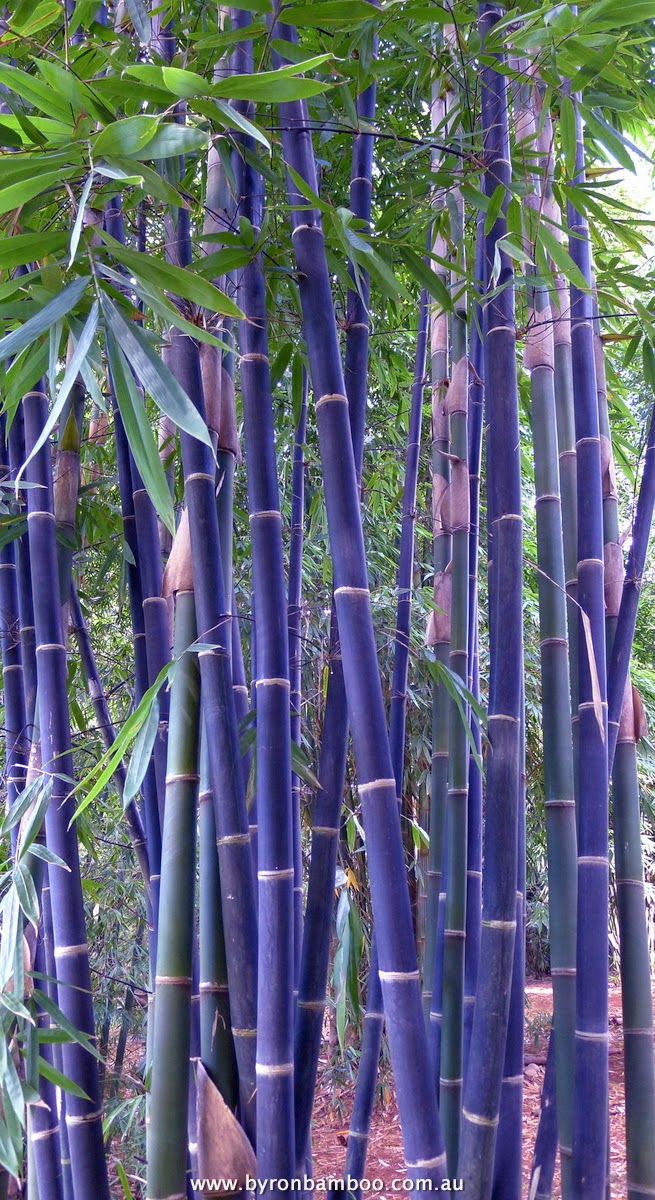  Gambar Miniatur Rumah Dari Bambu Gambar Om