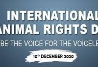 International Animal Rights Day - 10 December.