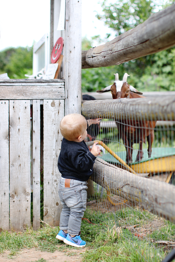 Feeding goats at Draper Girls Country Farm