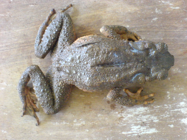 laporan praktikum kodok bufo melanostictus 