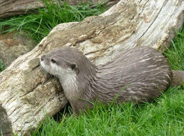 Otter in Seaview Wildlife Encounter