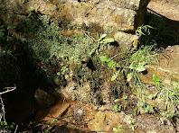 Font de Valldeneu