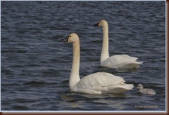 TUSW_Cyg1_9000