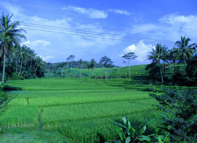 Rice paddies in Java