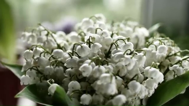 Most Poisonous Plants, Lily of the Valley