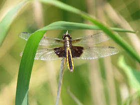 female widow skimmer dragonfly