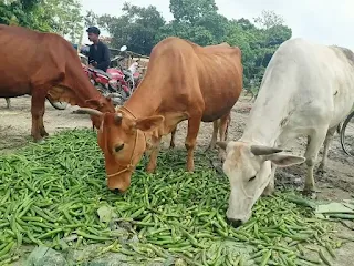 cows