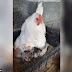 (Video) Ibu ayam jaga 3 ekor anak kucing yang kematian ibunya