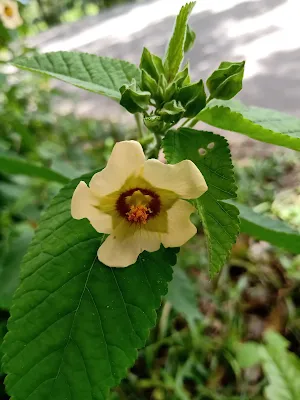 Familia Malvaceae - Sida poeppigiana