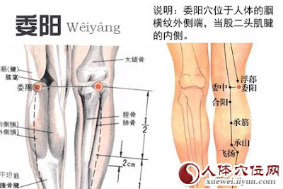 委陽穴位 | 委陽穴痛位置 - 穴道按摩經絡圖解 | Source:xueweitu.iiyun.com