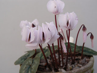 Cyclamen coum subsp. coum f. albissimum 'Lake Effect' (koyu lekesiz beyaz çiçekler)