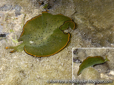 Ornate Leaf Slug (Elysia ornata)