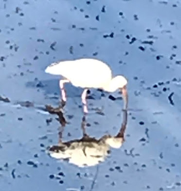 white ibis; Mt. Pleasant; South Carolina; Giorgio Coniglio; Eudocimus albus