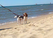 Luckily for your dog, and you, there are plenty of dogfriendly beaches in . (pets)
