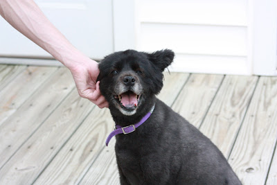 dog getting her ear rubbed