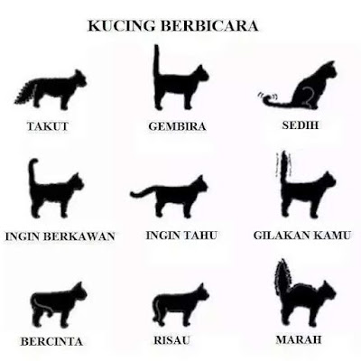 Bahasa Badan Kucing