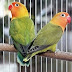 Masa Istirahat untuk Lovebird