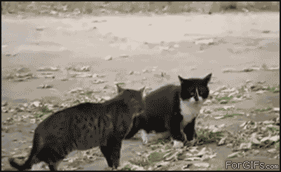 Police_dog_cats_fight