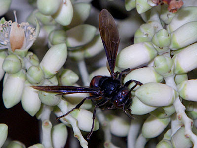 Hornet (Vespa sp.)