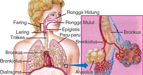  Sistem  Pernapasan  Respirasi pada  Manusia Organ Alat  