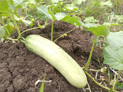 Cucumis sativus, Mentimun Yang Dibudidayakan