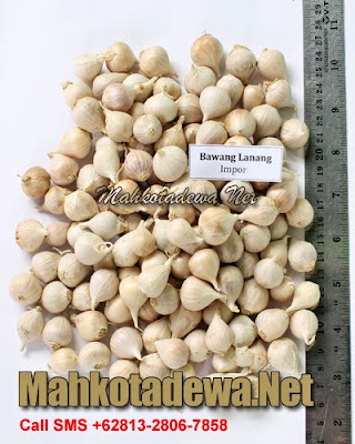 Bawang Lanang, Meningkatkan Daya Tahan Tubuh & Menambah Vitalitas