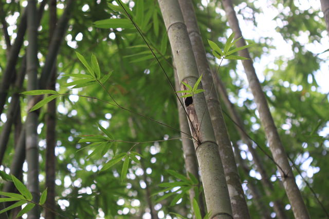 Cicak Gecko Terbesar. Cicak ini mempunyai bintik