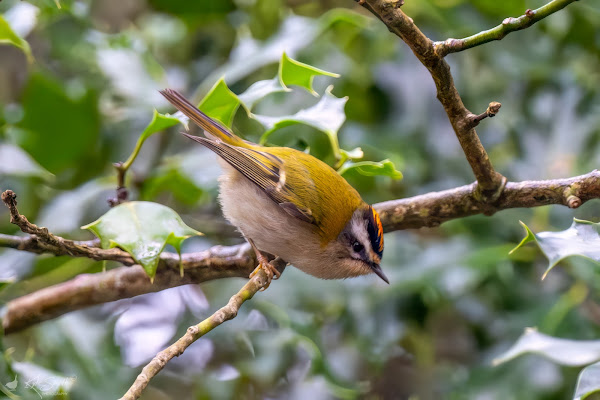 Firecrest