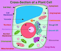 cell