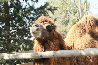 chameau zoo la barben