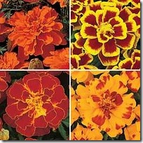 Tagetes