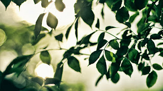 Brances Leaves Sun Rays
HD Wallpaper