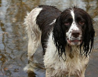 wet dog