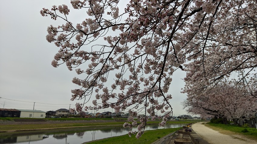 桜'22