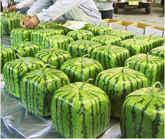 http://www.whataboutwatermelon.com/index.php/2009/07/how-and-why-square-watermelons-are-made/