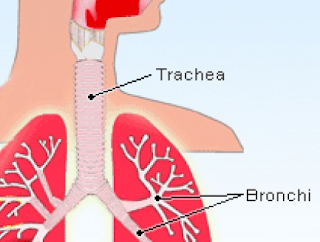 Angka Kematian Anak Akibat Pneumonia