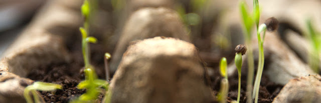 Cilantro seedlings after germination