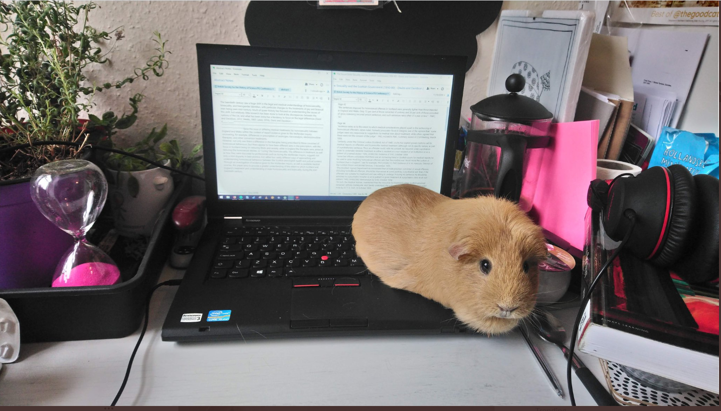 An adorable pet Guinea pig