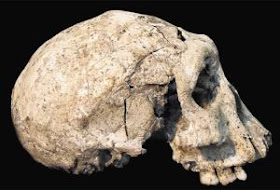 Skull Discovered in Georgia 1.8 Million Years Old