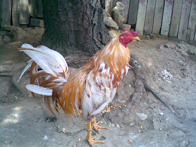 Foto de gallo canaguay posando para la camara