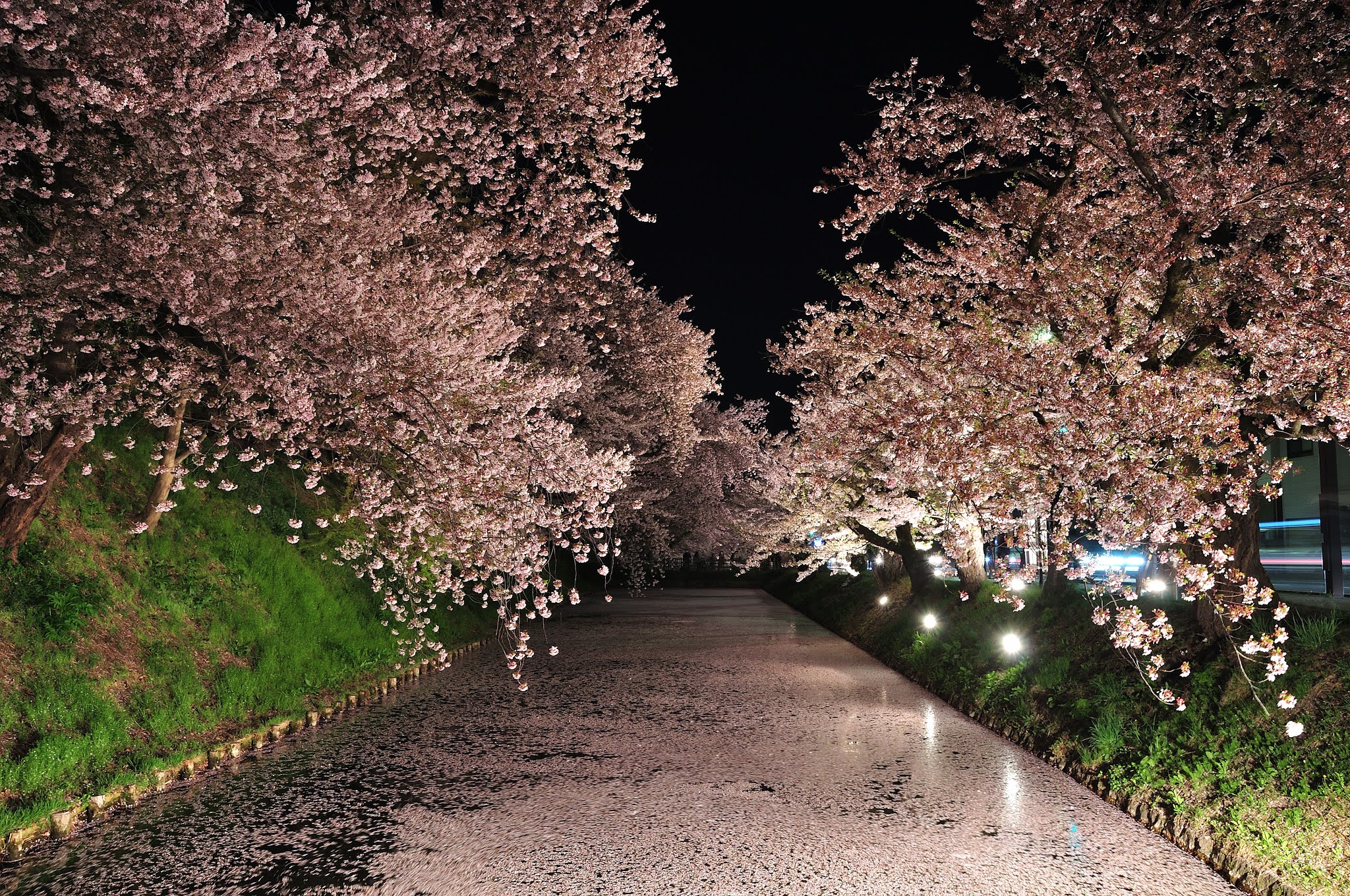 21日本櫻花 東北弘前公園櫻花花筏