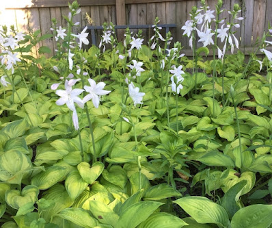 Guacamole Hostas in bloom