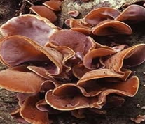 ISR 10th Grade Jamur  Fungi 