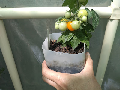 Micro Venus Tomato Australia