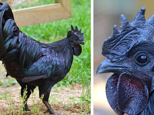Inilah Ayam Termahal di Dunia dari Indonesia