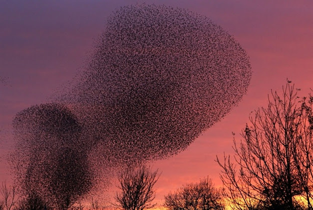 Acrobatic display of Starlings