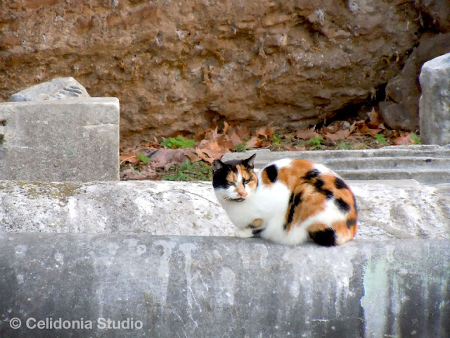 gatto abitante della Porta Magica 