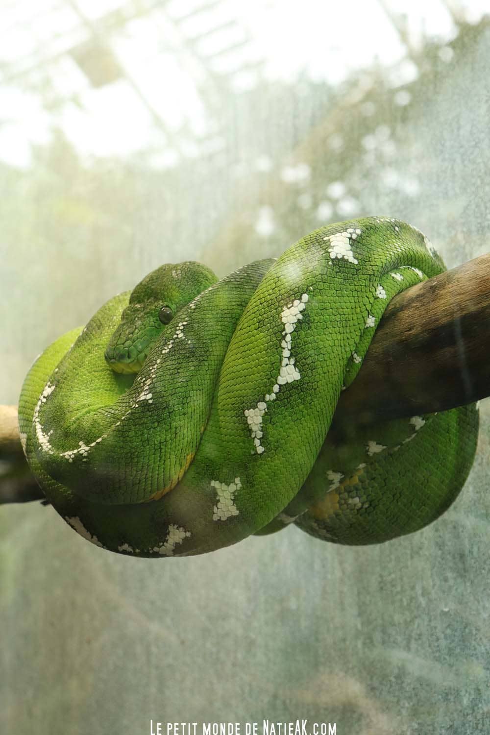 serpent vert à tache blanche zoo de vincennes