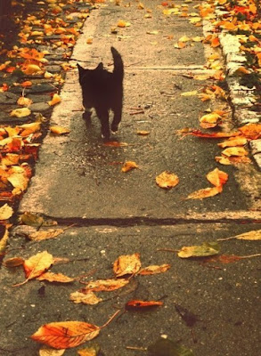 fall_inspiration_cat_street